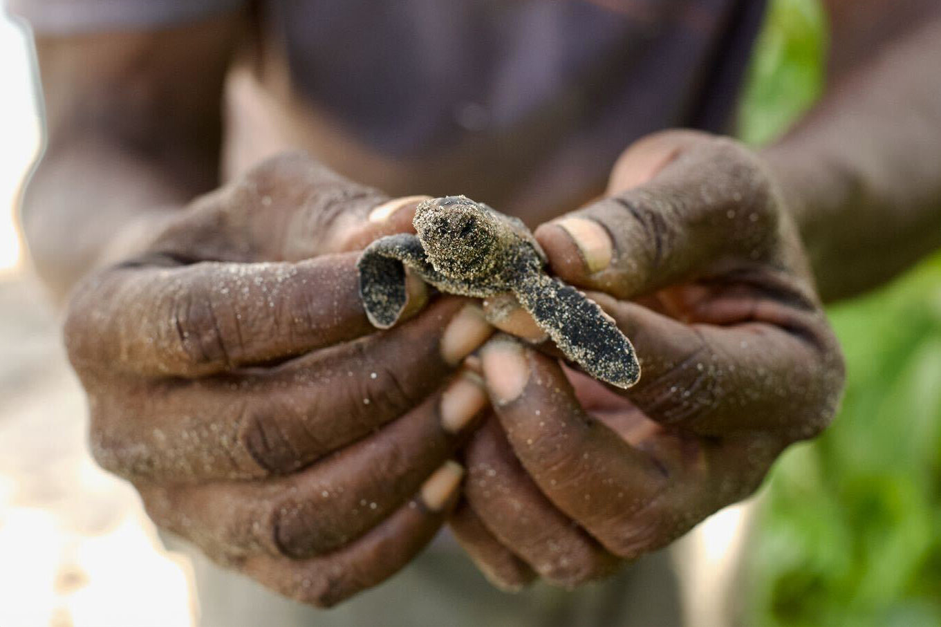 Safeguarding a Future for Vulnerable Species in Antigua
