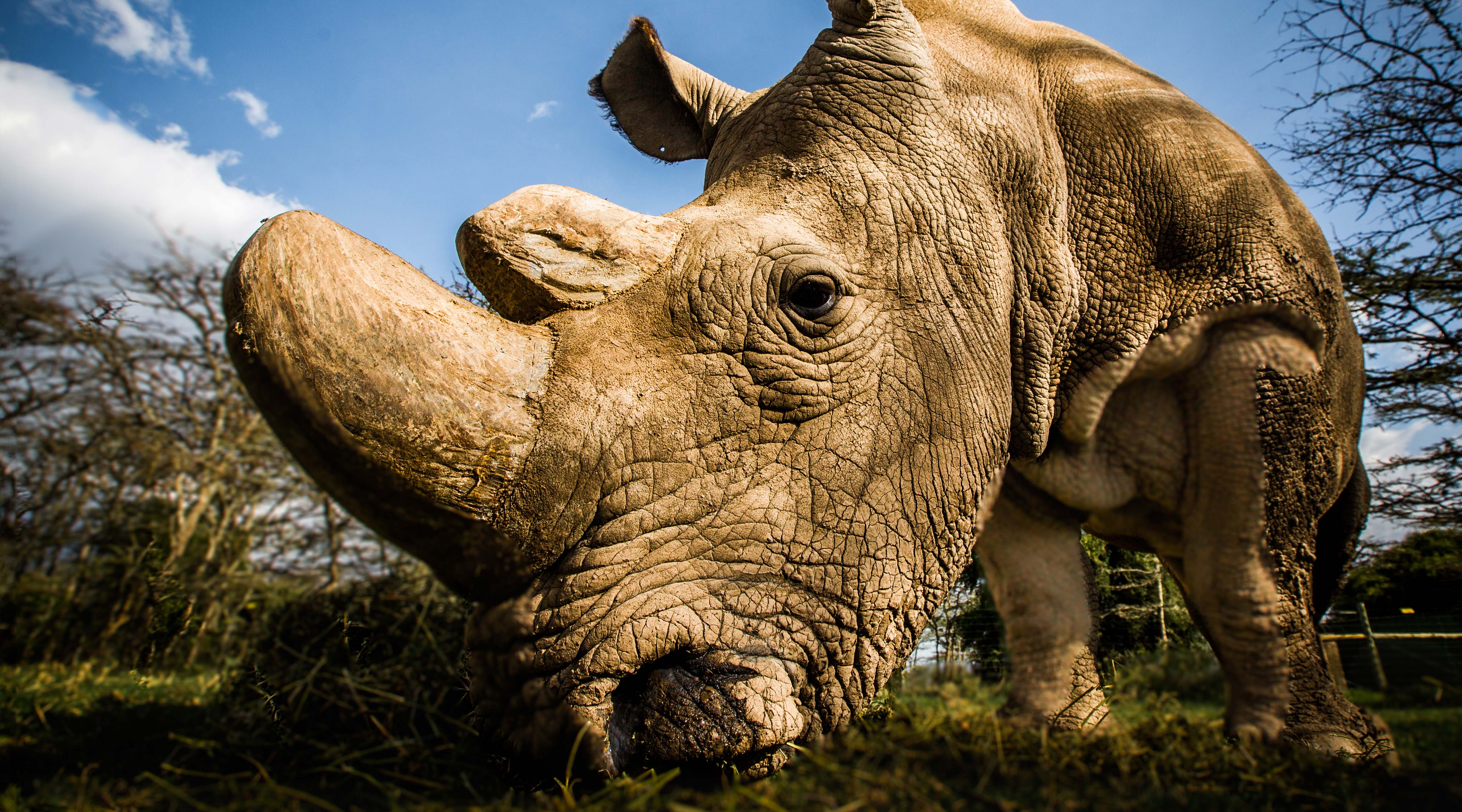 WildAid Rhino