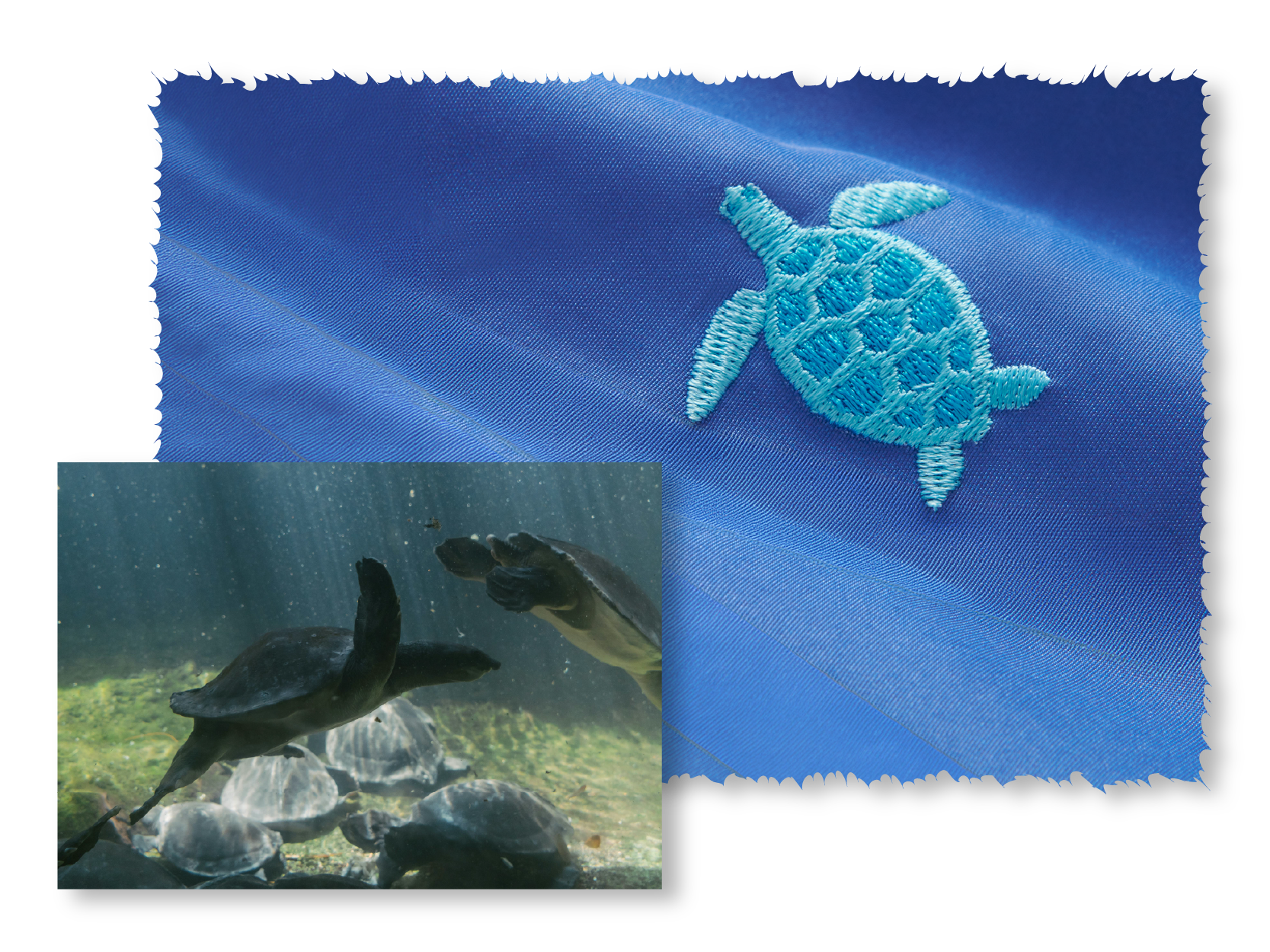 Blue turtle patch on a blue fabric background with an inset of turtles underwater.