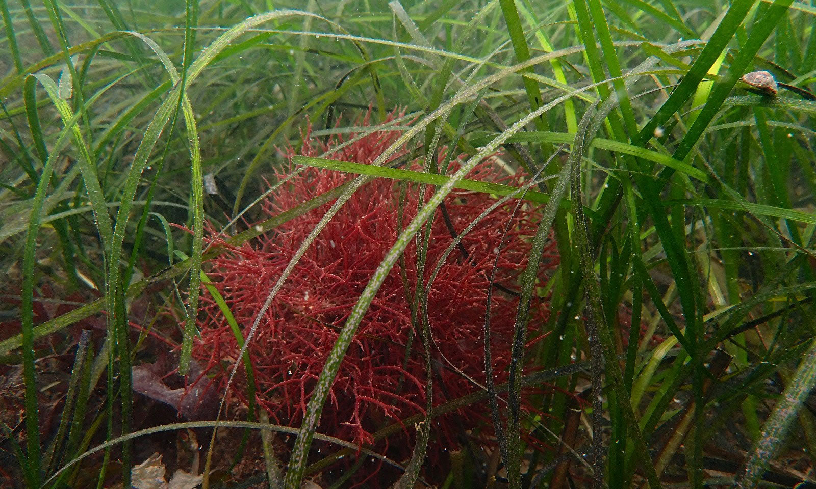 seagrass brixham