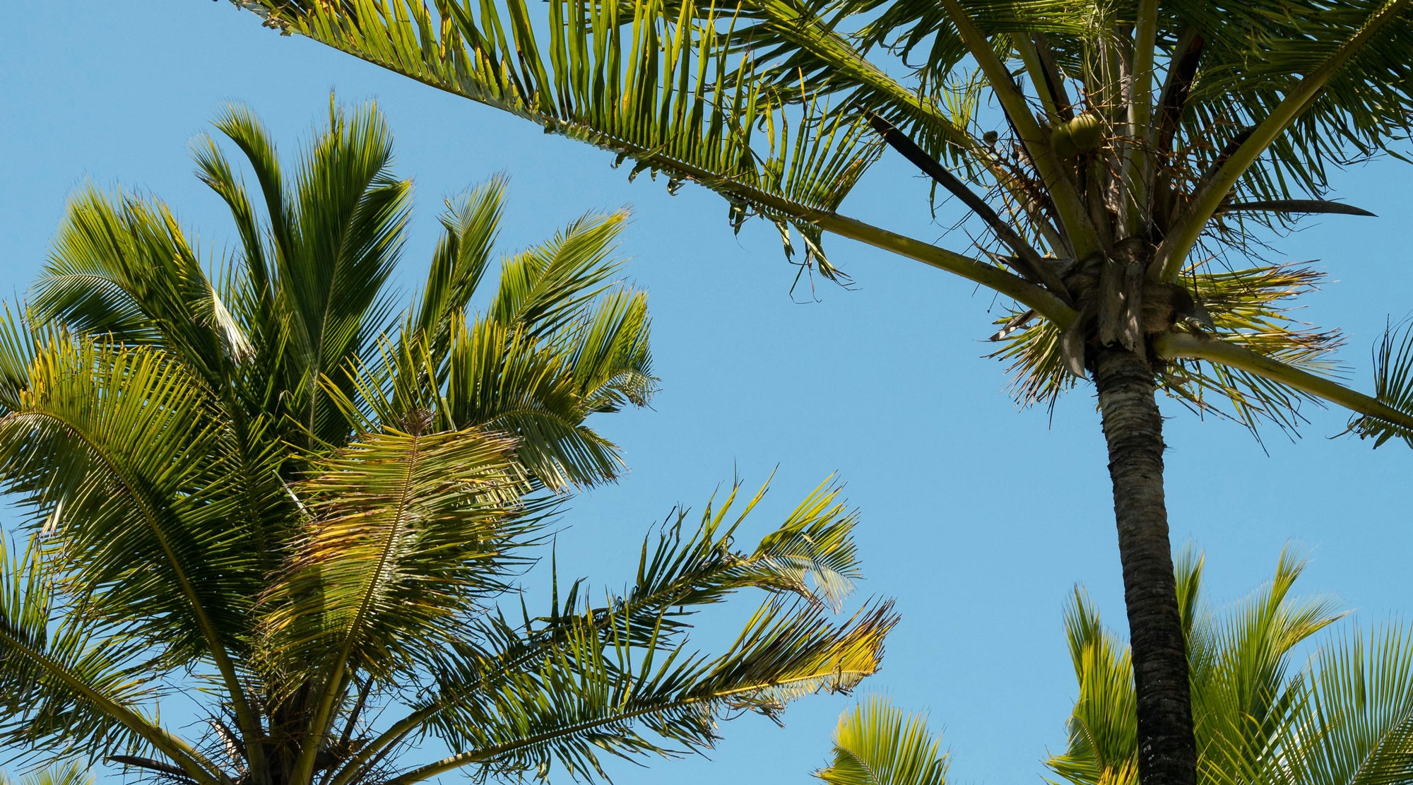 Palm trees against a clear blue sky
